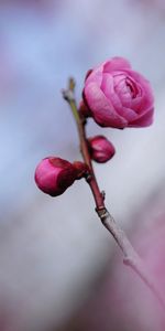 Macro,Stem,Stalk,Petals,Flower