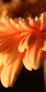 Macro,Stem,Stalk,Plant,Petals,Flower