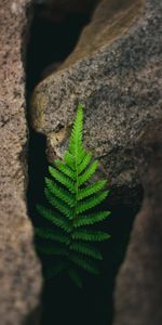 Macro,Stones,Plant,Fern