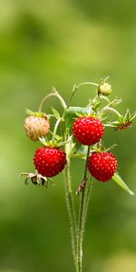 Fresa,Macro,Bosque,Verduras,Verano,Fresas Silvestres