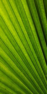 Macro,Streaks,Lines,Sheet,Leaf,Stripes