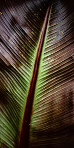 Macro,Streaks,Plant,Sheet,Leaf,Stripes