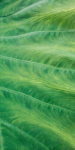 Macro,Streaks,Plant,Sheet,Leaf,Veins,Stripes