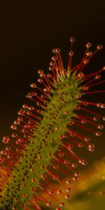 Macro,Sundew,Plant,Predator