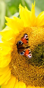 Macro,Sunflower,Flower,Petals,Butterfly