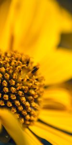 Tournesol,Pétales,Fleur,Macro