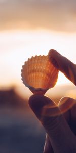 Macro,Sunlight,Hands,Fingers,Shell