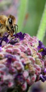 Macro,Pollinisation,Surface,Abeille,Fleur