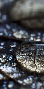 Macro,Surface,Dew,Water,Drops,Sheet,Leaf,Leaflet