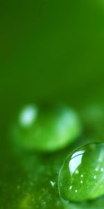 Macro,Surface,Drops,Sheet,Leaf,Background