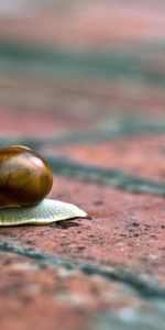 Macro,Surface,Horns,Sink,Masonry,Snail,Shell,Brick