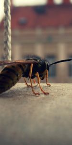 Macro,Surface,Insect,Bee,Wings