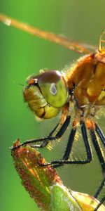 Macro,Surface,Insect,Dragonfly,Wings,Eyes