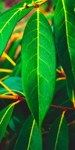 Macro,Surface,Leaves,Veins