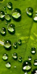 Macro,Surface,Shallow,Small,Drops,Sheet,Leaf