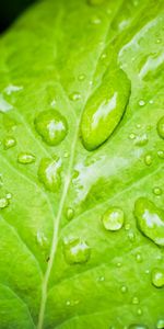 Macro,Surface,Sheet,Leaf,Dew,Drops