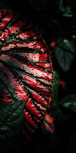 Macro,Surface,Sheet,Leaf,Wet,Dark