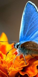 Macro,Surface,Wings,Butterfly