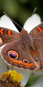 Macro,Sweep,Butterfly,Wings,Wave,Patterns,Flower