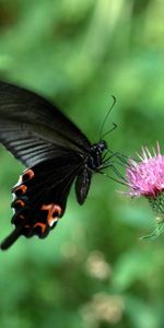 Flor,Macro,Vuelo,Ola,Barrer,Mariposa