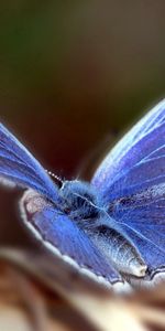 Macro,Sweep,Patterns,Wings,Wave,Butterfly