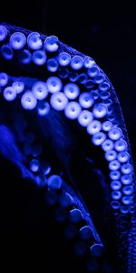 Macro,Tentacles,Dark,Close Up,Octopus