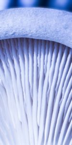 Macro,Texture,Mushroom