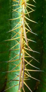 Macro,Thorns,Cactus,Prickles,Flower