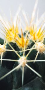 Macro,Thorns,Cactus,Spikes,Succulent