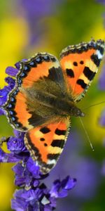 Macro,Tortoiseshell Butterfly,Turtle Butterfly,Flowers,Close Up,Butterfly