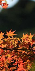 Macro,Tree,Wood,Autumn,Leaves