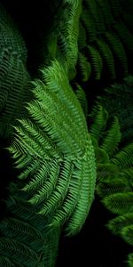 Macro,Tropical,Exotic,Leaves,Fern