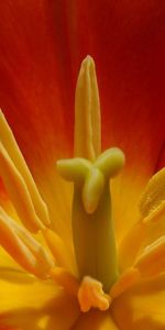 Macro,Tulip,Flower