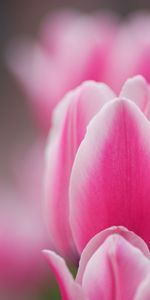 Macro,Tulip,Pink,Petals,Flower