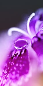 Macro,Turkish,Drop,Carnation,Flower