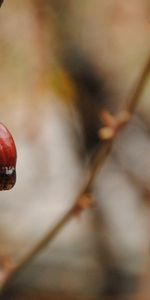 Brindille,Brin,Drops,Macro,Baies,Automne