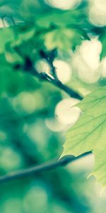 Macro,Vanilla,Foliage,Spring