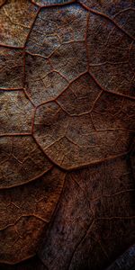 Macro,Veins,Brown,Leaflet