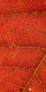 Macro,Veins,Leaf