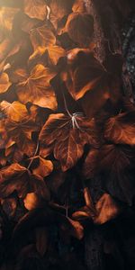 Macro,Veins,Poplar,Nature,Leaves