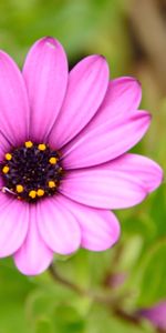 Macro,Violet,Flower,Plant,Purple