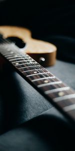 Macro,Vautour,Cordes,Guitare,Instrument De Musique,Musique