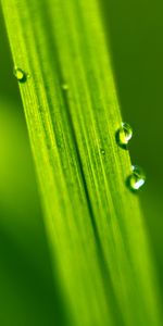 Drops,Macro,Feuille,Eau