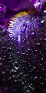 Macro,Water,Petals,Drops,Flower