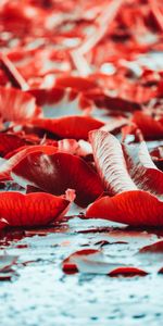 Macro,Water,Water Lilies,Leaves,Plants