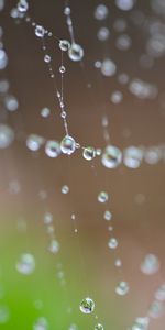 Macro,Web,Drops,Wet