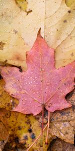 Macro,Wet,Maple,Autumn,Leaflet