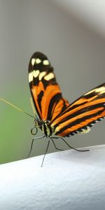 Macro,Wings,Butterfly