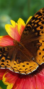 Macro,Wings,Butterfly,Flower