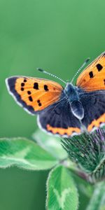 Macro,Wings,Butterfly,Plant